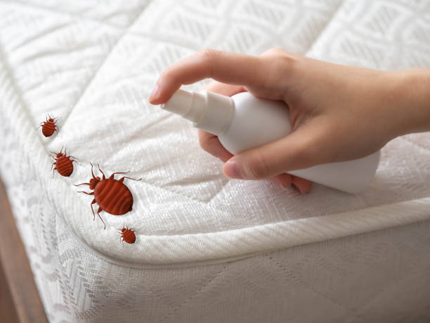 Best Emergency Pest Control  in Harbor Bluffs, FL