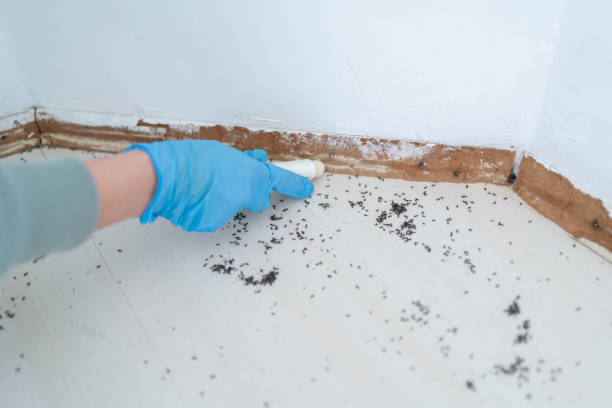 Best Flea Control Services  in Harbor Bluffs, FL